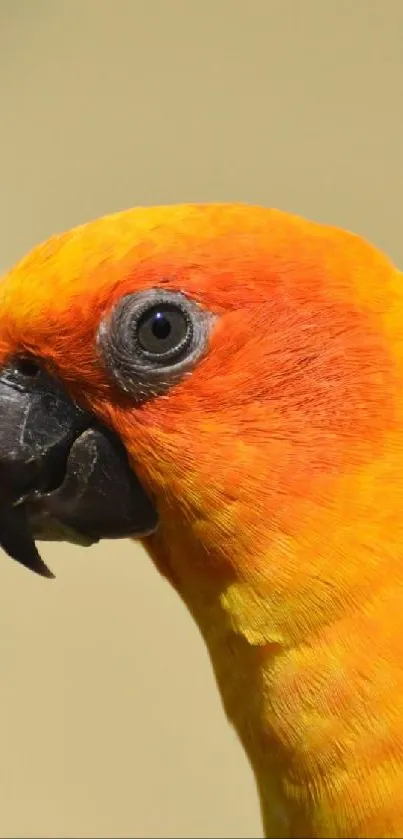 Vibrant orange parrot close-up on mobile wallpaper.