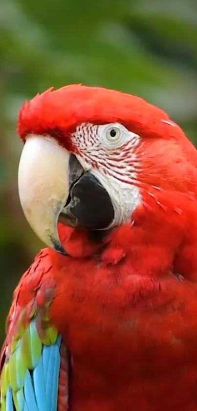 Vibrant red parrot on a natural green background, displaying colorful feathers.