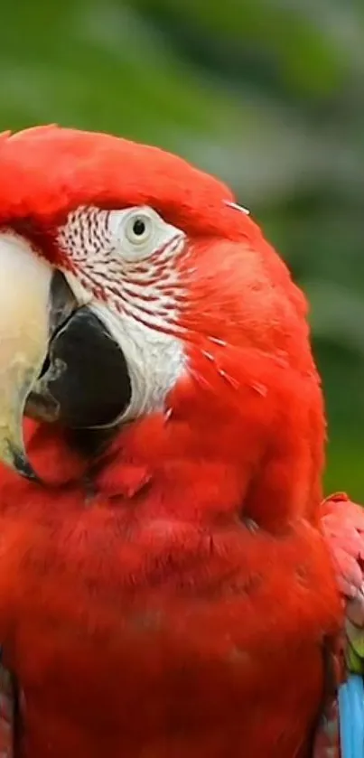 Vibrant red parrot with green backdrop, perfect for mobile wallpaper.