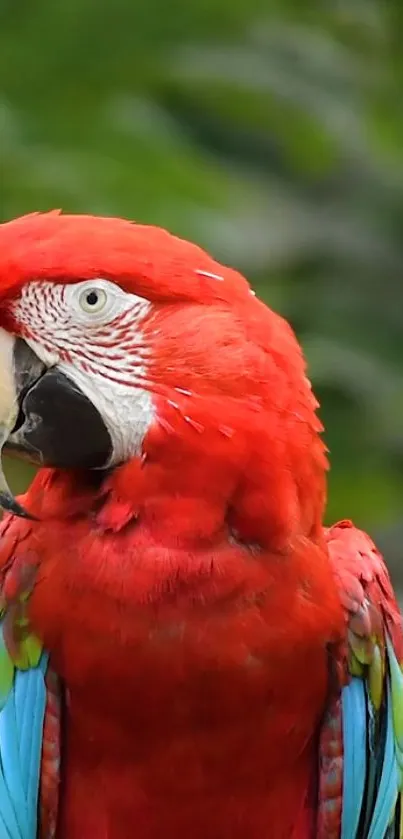 Vibrant red macaw close-up with exotic plumage.