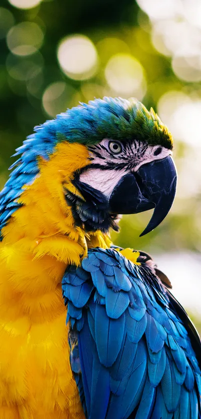 Vibrant parrot with colorful feathers in lush nature setting.