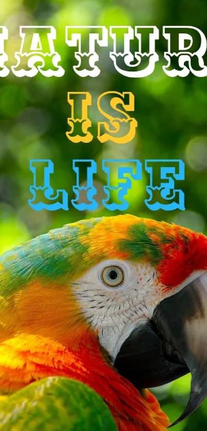 Colorful parrot with nature background