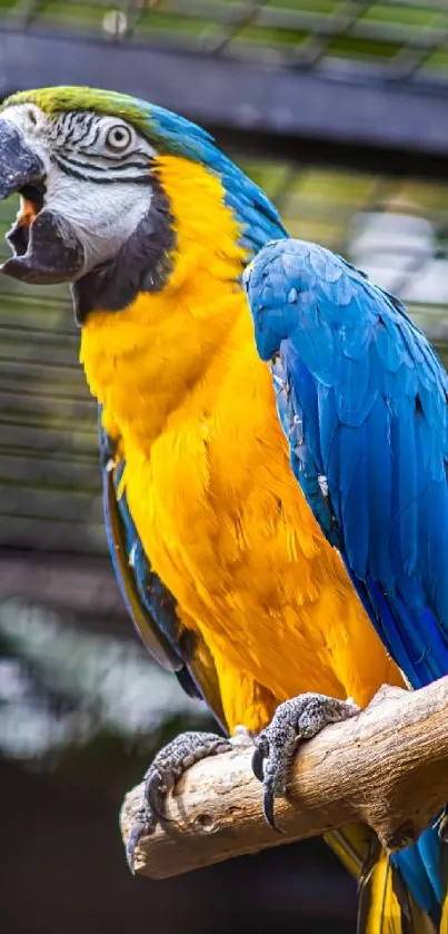 Stunning parrot with blue and yellow feathers perched on a branch.