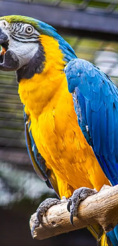 A vibrant blue and yellow parrot perched on a branch.