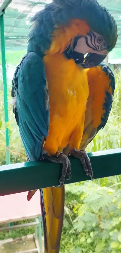 Bright macaw parrot perching in lush greenery.