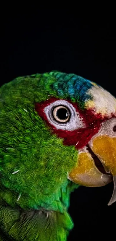 A vibrant green parrot with red accents on a black background.