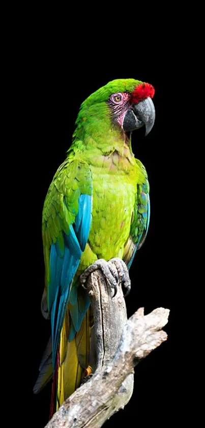 A vibrant parrot on a branch with a black background.