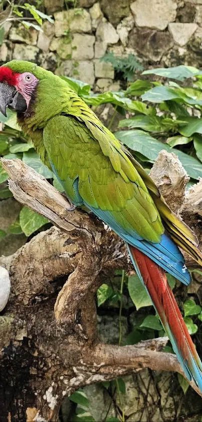 Colorful parrot perched on a branch in lush green surroundings.