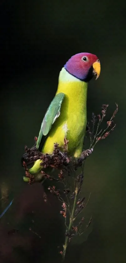 Vibrant parrot perched on a branch with a dark background.