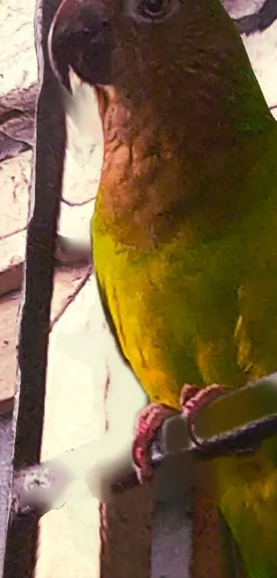 A vibrant olive-green parrot perched elegantly, set against a wooden background.