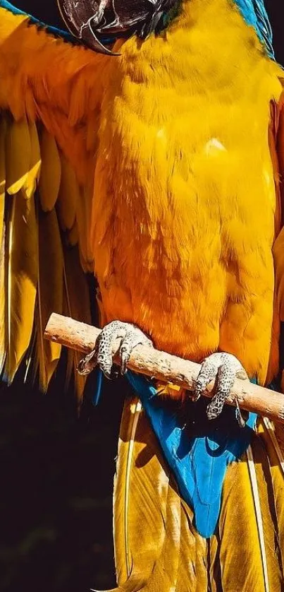 Vibrant yellow and blue parrot on a perch, ideal for mobile wallpaper.