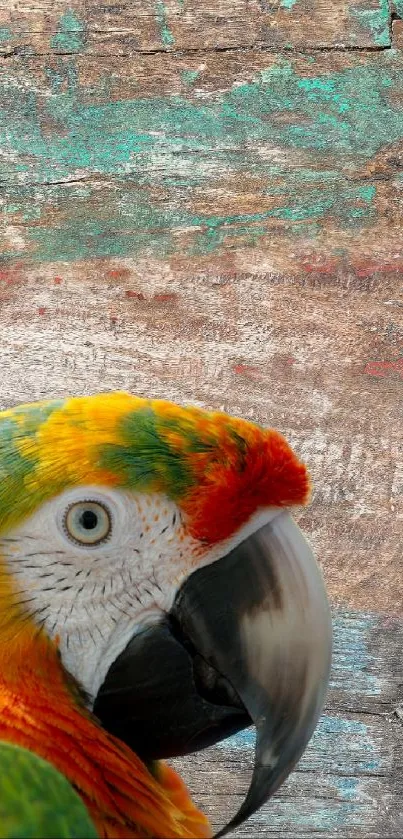 Vibrant parrot against rustic wood background.