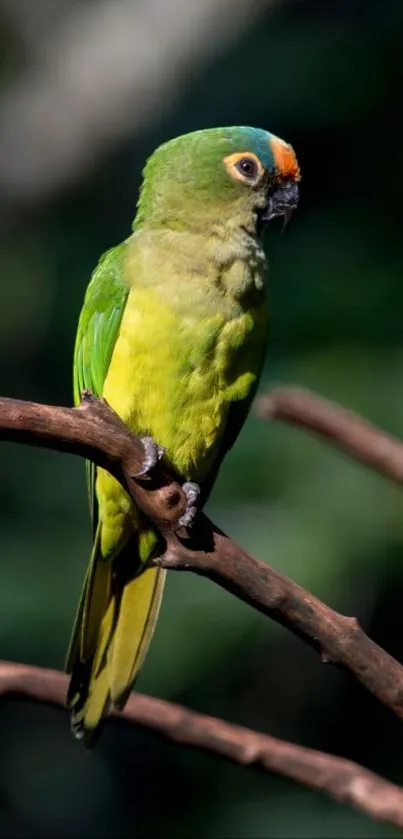 Vibrant green parrot perched on a tree branch against a blurred background.