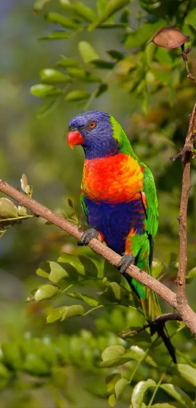 Colorful parrot sitting on a tree branch in nature.