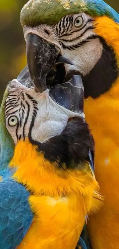 Vibrant yellow and blue macaws embracing in a close-up nature wallpaper.