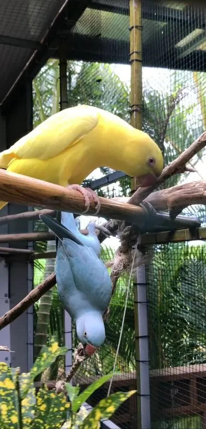 Yellow and blue parrots on branches with a green background.