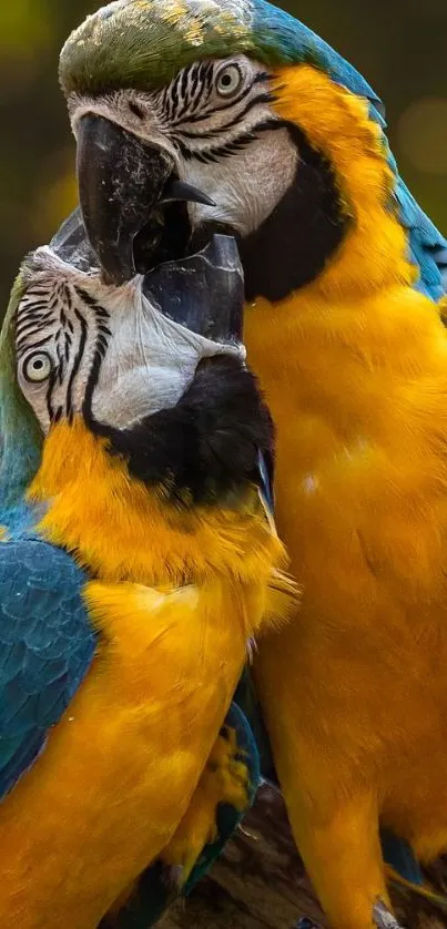 Two vibrant macaws displaying vivid yellow and blue feathers in a natural setting.