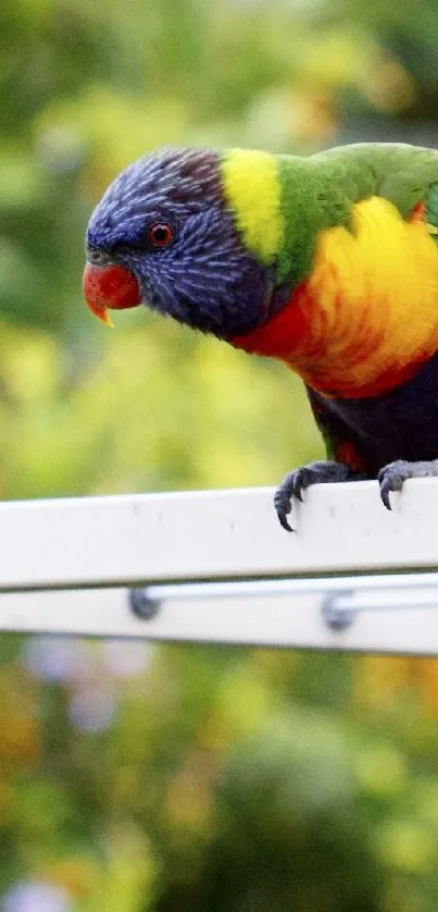 Vibrant parrot perched on a white rail against a green blurred background.