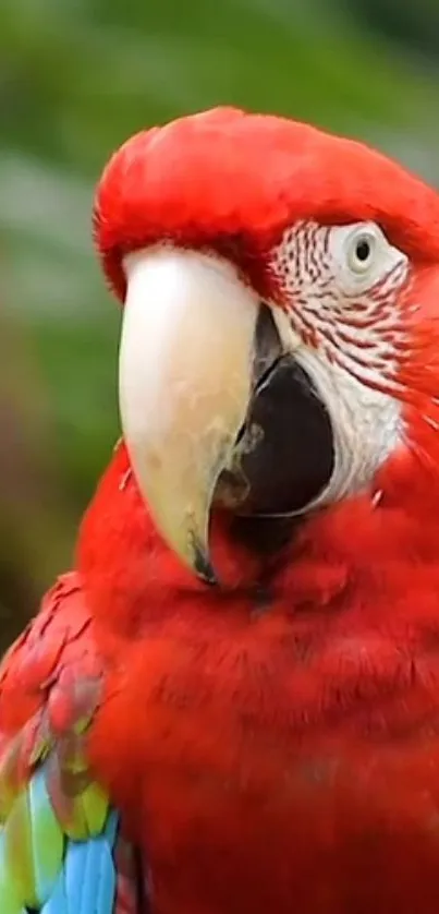 Vibrant red macaw parrot wallpaper for phones.