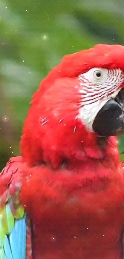 Vibrant red parrot on natural green backdrop in phone wallpaper.