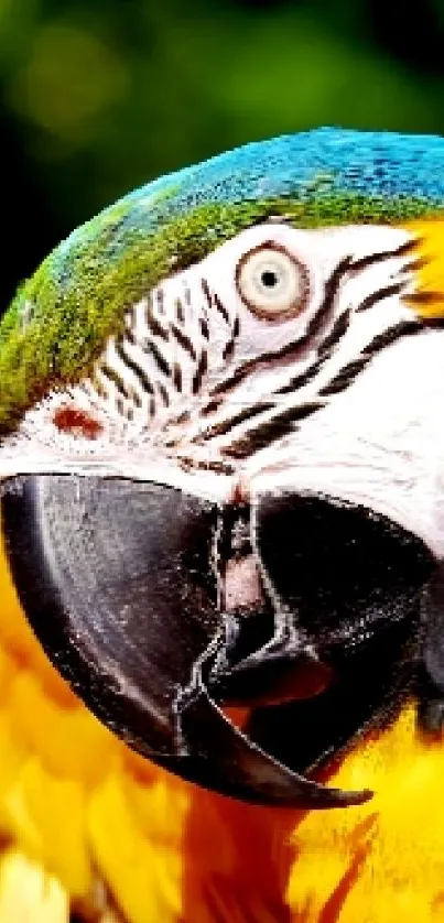 Colorful parrot with vibrant yellow and blue feathers in a lush setting.