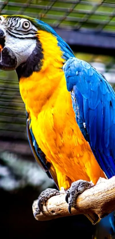 A vibrant blue and yellow macaw parrot perched on a branch.