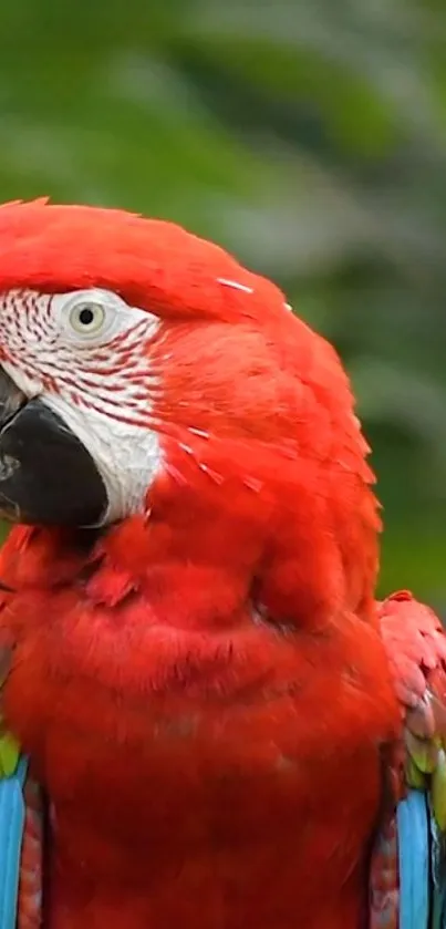 Red and green parrot photo wallpaper with a nature background.