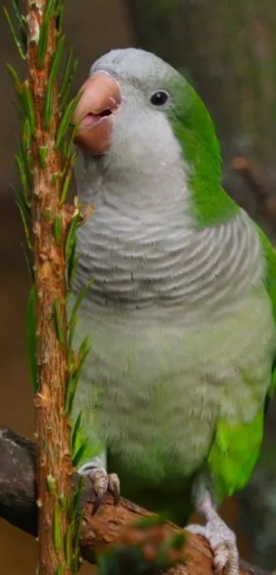 Vibrant green parrot perched on a branch.