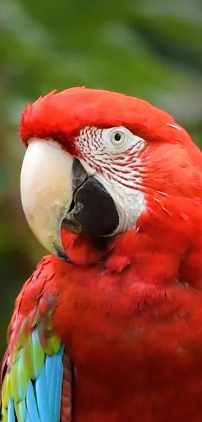 Colorful red macaw parrot on a green background.