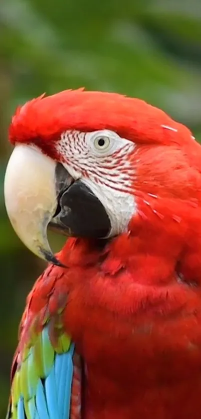 Close-up of a vibrant red parrot on a green background.