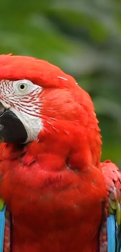 Vibrant red parrot perched with lush green background.