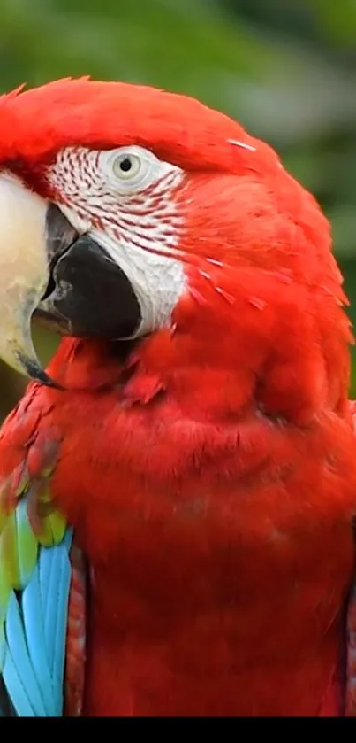 Vibrant red parrot with blue and green feathers on a blurry background.