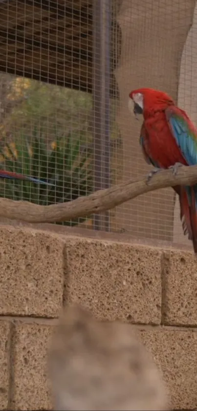 Vibrant red macaw perched on a branch in a natural setting.