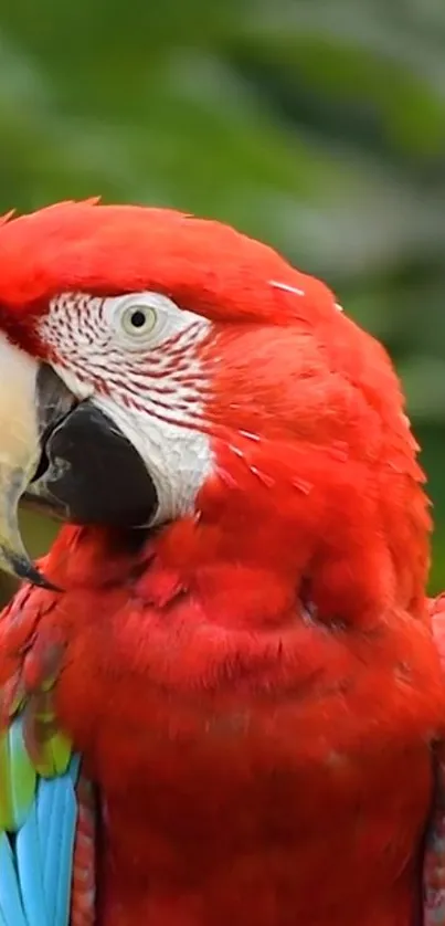 Vivid red macaw parrot with colorful feathers on green background.