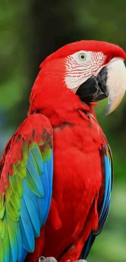 Vibrant red macaw with colorful feathers.