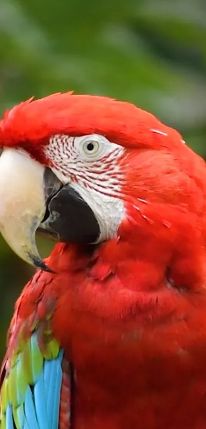 Close-up of vibrant red parrot with tropical background.