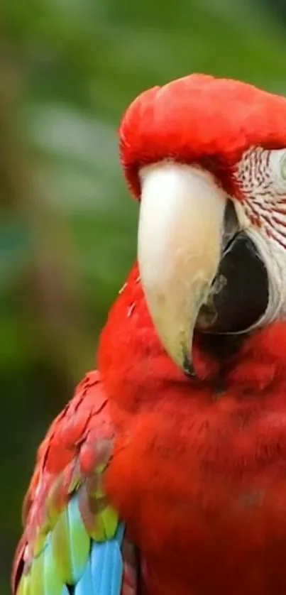 Vibrant red parrot in a tropical jungle setting.