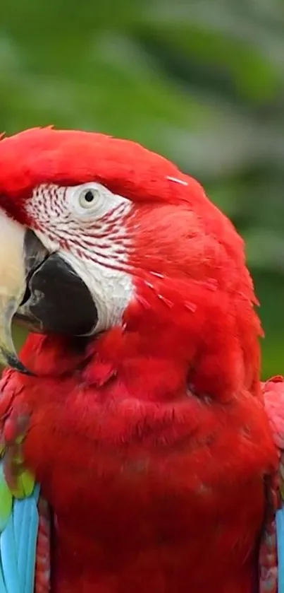 Colorful red parrot with vibrant plumage in a tropical setting.