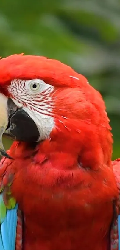 Vibrant red parrot with colorful green and blue feathers on a lush background.