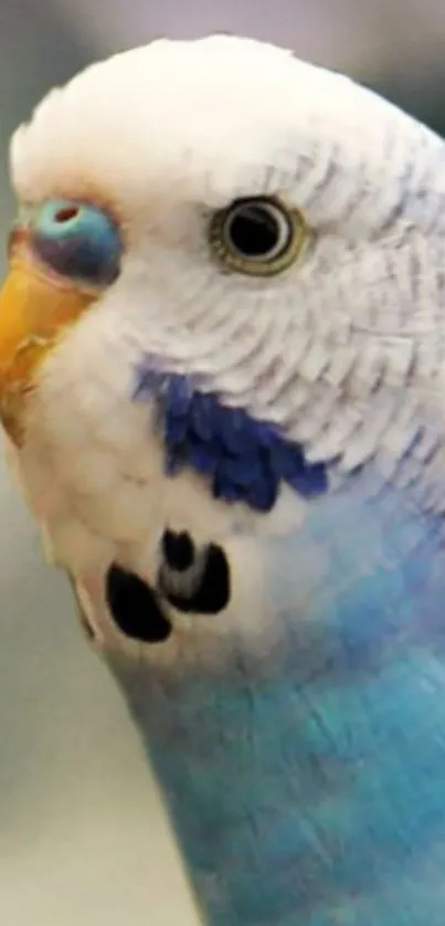 Close-up of a vibrant blue parrot with detailed feathers.