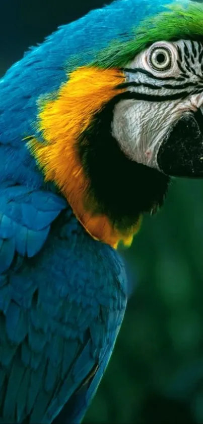 A vibrant blue and yellow parrot close-up.