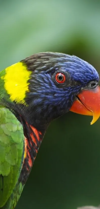 Vibrant parrot with colorful feathers and a red beak.