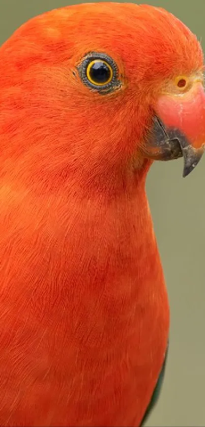 Vibrant orange and green parrot on a perch wallpaper.