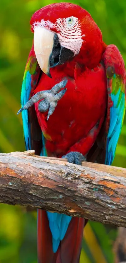 Vibrant red parrot perched on a branch with a green background.