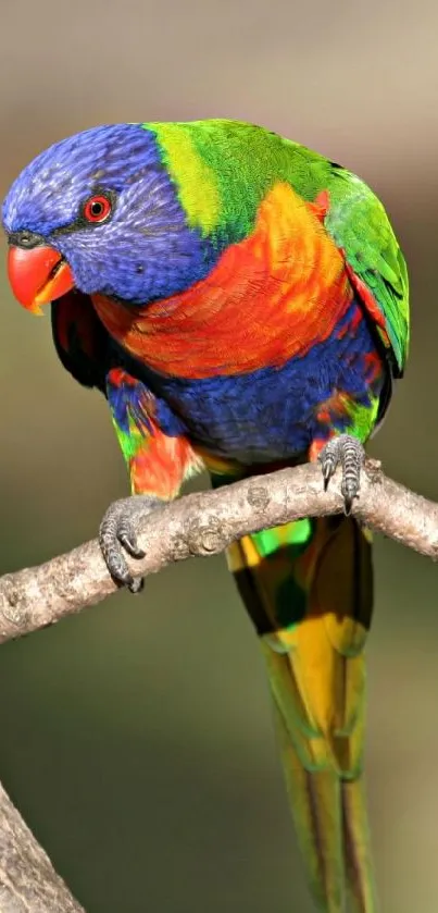 Colorful parrot perched on branch, showcasing vibrant hues, perfect for vibrant mobile wallpaper.