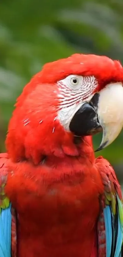 Vibrant red macaw with colorful feathers in a nature setting.