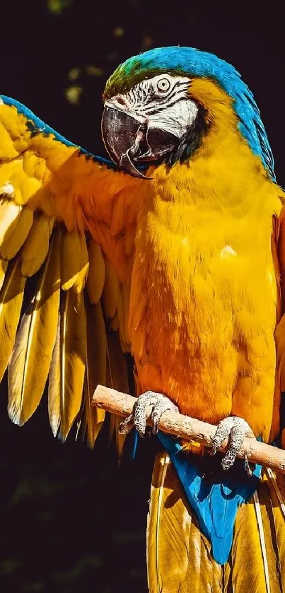 Colorful macaw parrot with vibrant feathers perched on a branch.