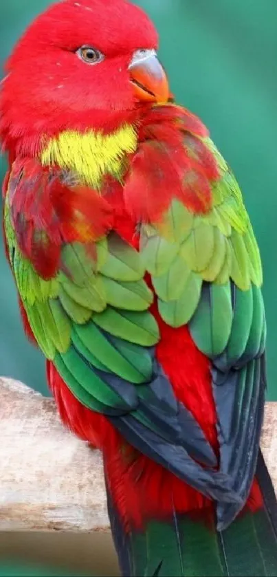 Vibrant parrot perched on a branch.