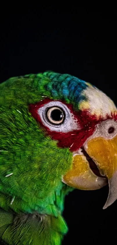 Close-up of a vibrant green parrot on a dark background.