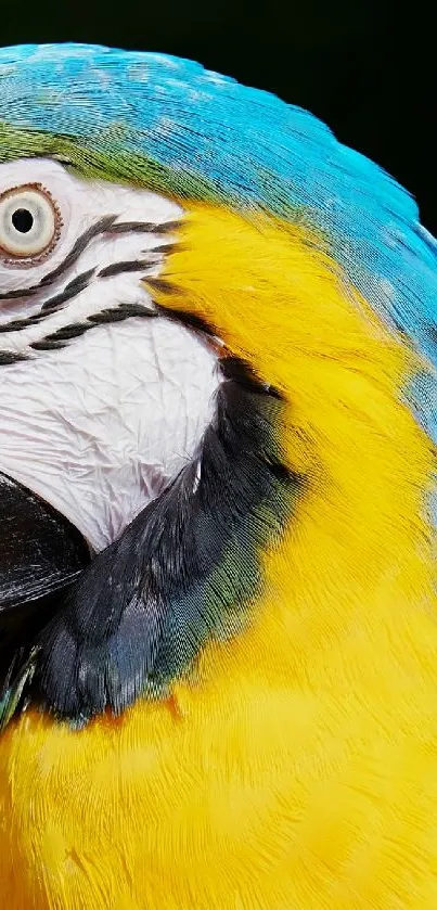 Vibrant parrot with blue and yellow feathers close-up.